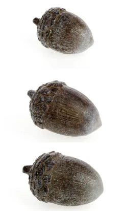 + Eichel, taupe Glimmer S