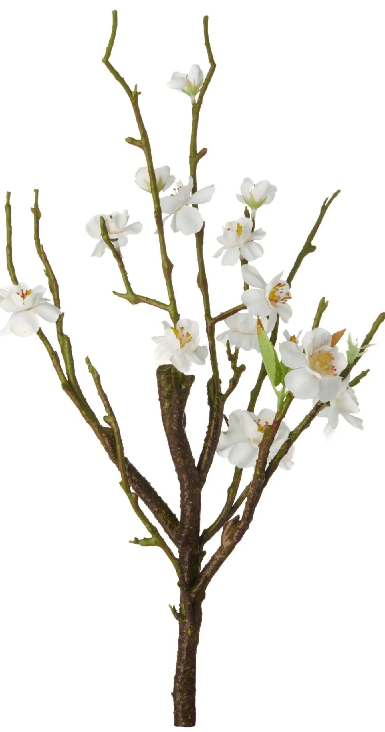 ASA Selection Kirschblütenstrauch weiß L. 40,5 cm