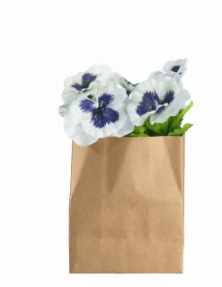 ASA Selection Stiefmütterchen 10x6cm H. 12cm