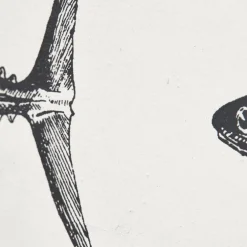 Batela Fische - Bild mit Posterleiste