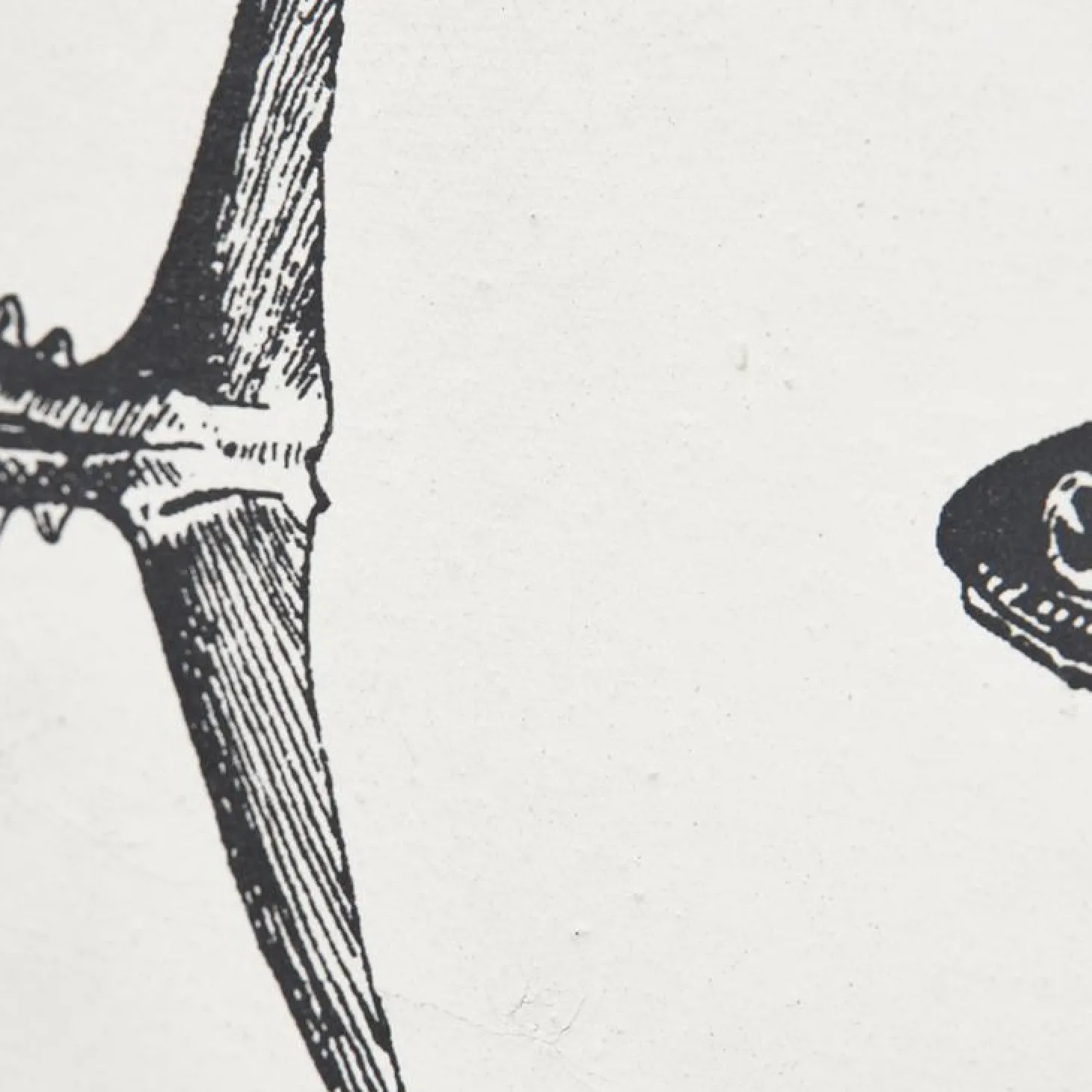 Batela Fische - Bild mit Posterleiste