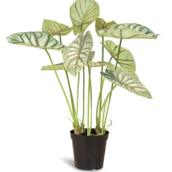Fleur Ami Alocasia - Elefantenohr Kunstpflanze 66 cm
