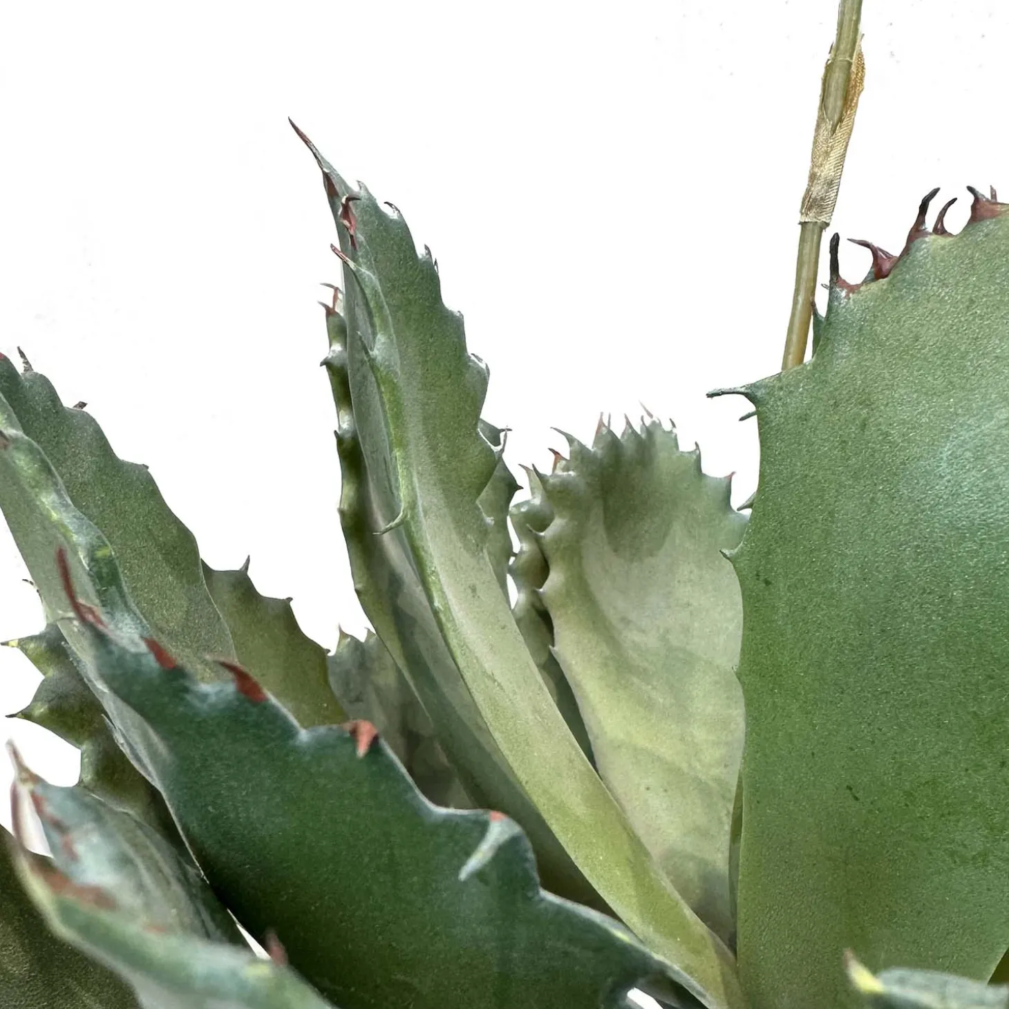 Fleur Ami Aloe Vera Kunstpflanze, blühend 63 cm