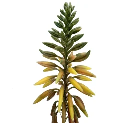 Fleur Ami Aloe Vera Kunstpflanze, blühend 63 cm