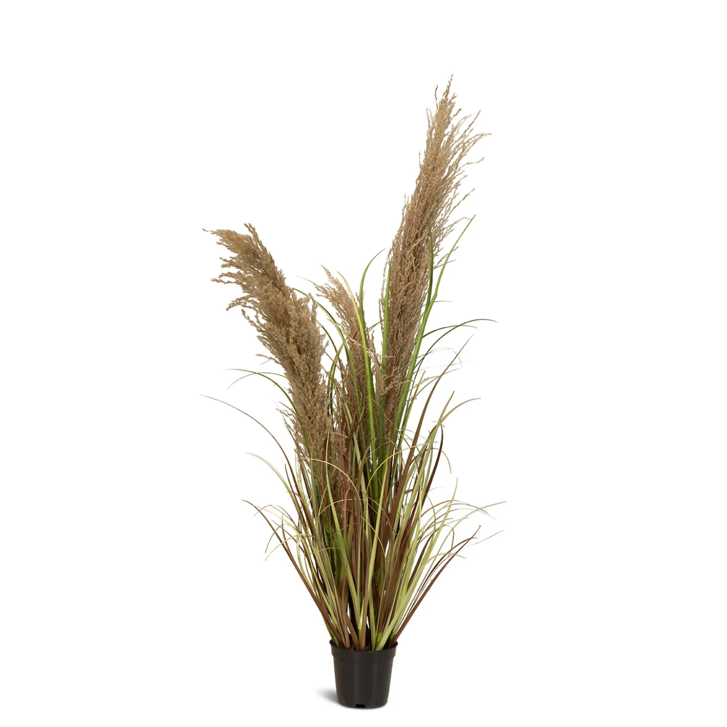 Fleur Ami Cortaderia - Pampasgras Kunstpflanze, Höhe 100 cm