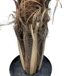 Fleur Ami Forstersche Kentia Kunstpflanze 150 cm