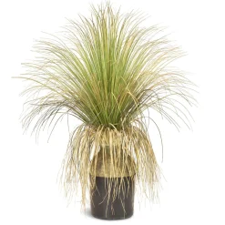 Fleur Ami Gras - Calibanus hookeri - Kunstpflanze