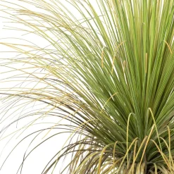 Fleur Ami Gras - Calibanus hookeri - Kunstpflanze