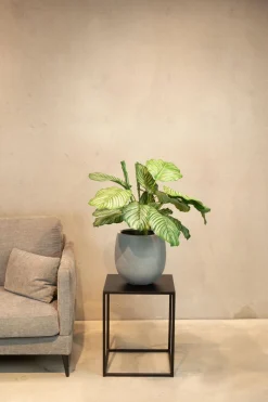 Fleur Ami Hochwertige Calathea - Korbmarante Kunstpflanze grün