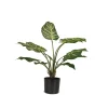Fleur Ami Hochwertige Calathea - Pfauen-Korbmaranthe Kunstpflanze grün 65 cm