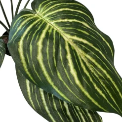 Fleur Ami Hochwertige Calathea - Pfauen-Korbmaranthe Kunstpflanze grün 65 cm