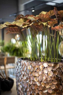 Fleur Ami Hochwertige Calathea - Pfauen-Korbmaranthe Kunstpflanze grün 65 cm