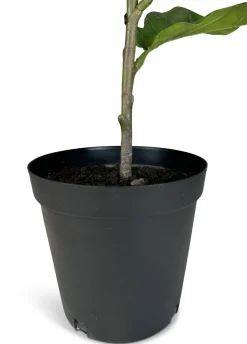 Fleur Ami Hochwertige Geigenfeige Ficus Lyrata Kunstpflanze 99 cm