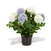 Fleur Ami Hortensie - Hydrangea Kunstpflanze, 10 Blüten, Höhe 73 cm, weiß-blau