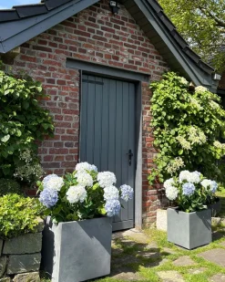 Fleur Ami Hortensie - Hydrangea Kunstpflanze, 10 Blüten, Höhe 73 cm, weiß-blau