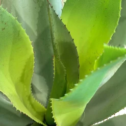 Fleur Ami Künstliche Aloe Vera Pflanze