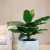 Fleur Ami Künstliche Einblatt - Spathiphyllum Pflanze