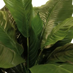 Fleur Ami Künstliche Einblatt - Spathiphyllum Pflanze