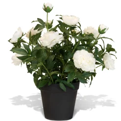 Fleur Ami Künstliche Paeonia - Pfingstrosen Höhe 76 cm weiß