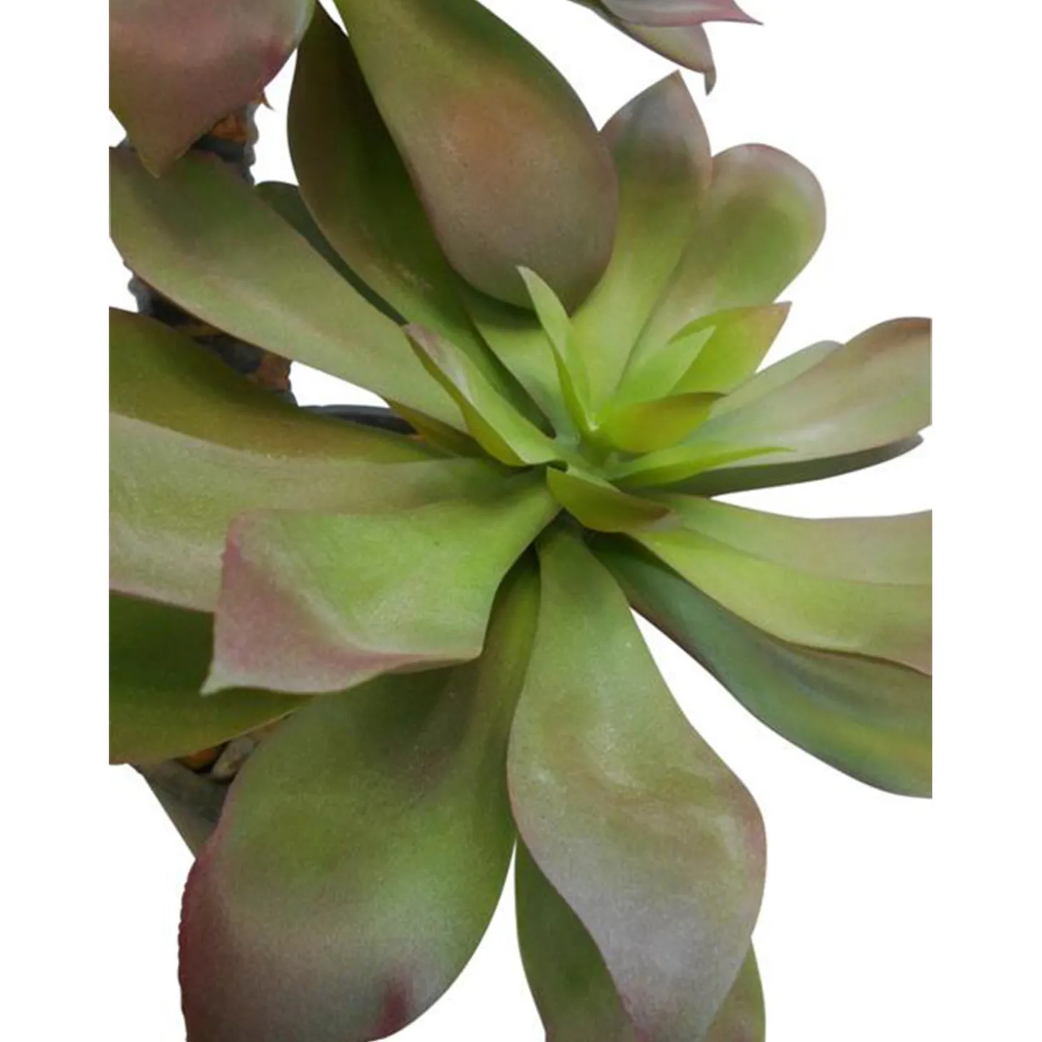 Fleur Ami Künstliche Sukkulente auf Stamm