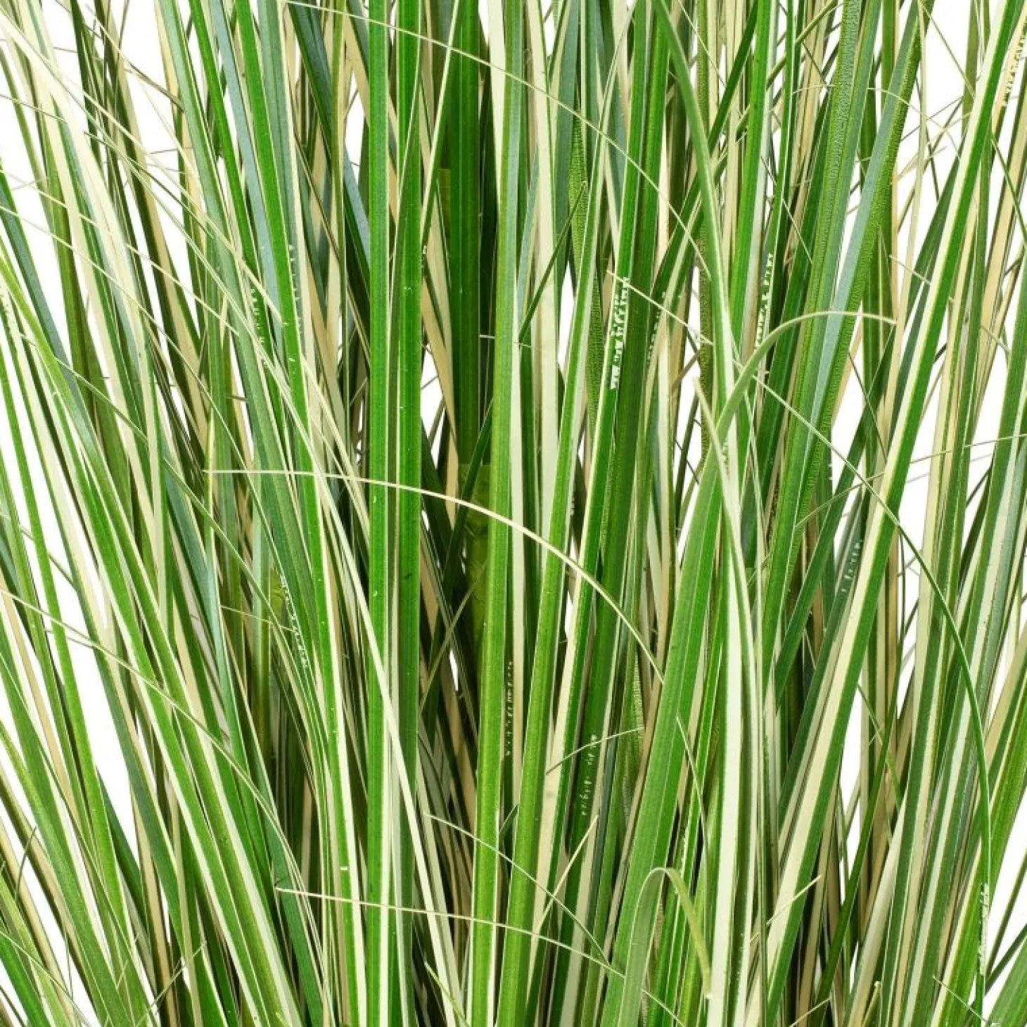 Fleur Ami Künstliches Chinaschilf Variegatus