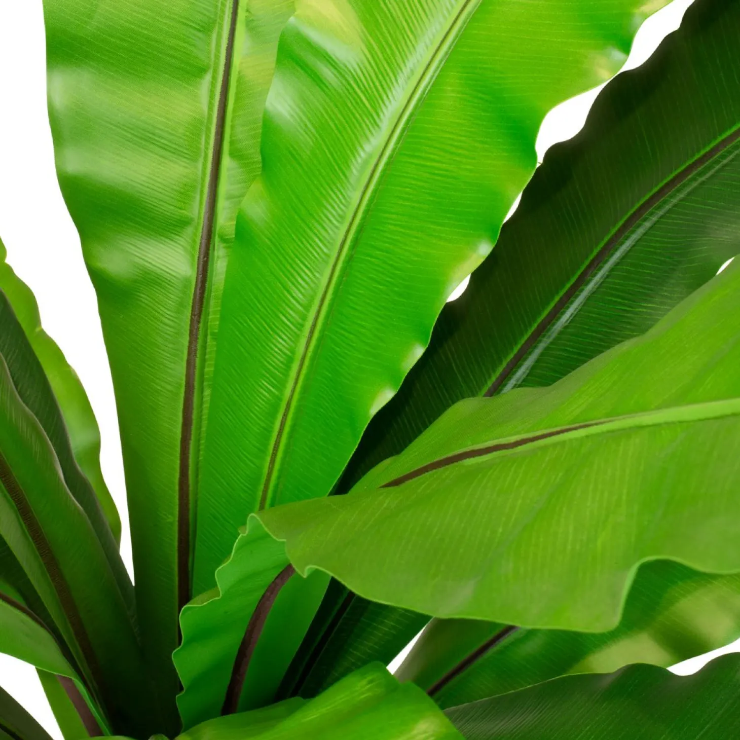 Fleur Ami Nestfarn Asplenium nidus Kunstpflanze, 85 cm
