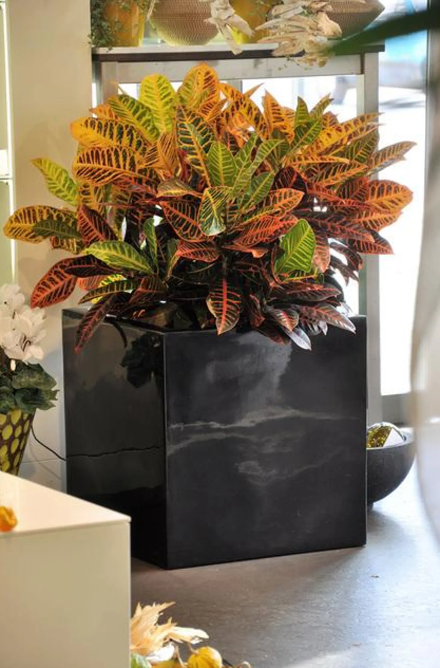 Fleur Ami Premium Pflanzwürfel hochglanzpoliert 50 cm schwarz