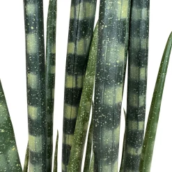 Fleur Ami Sansevieria cylindrica - Zylindrischer Bogenhanf Kunstpflanze