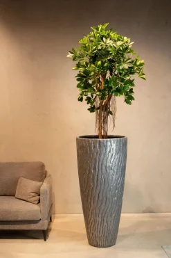 Fleur Ami Strahlenaralie - Schefflera actinophylla Kunstpflanze, 150 cm