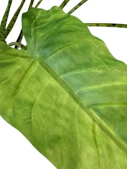 Fleur Ami Zebra-Elefantenohr - Alocasia Zebrina Kunstpflanze 61 cm