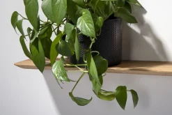 weld & co Wandregal Eiche 02 S 50 × 15 × 2 cm